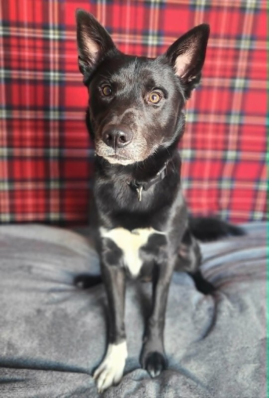 Picture of the Animal Listed